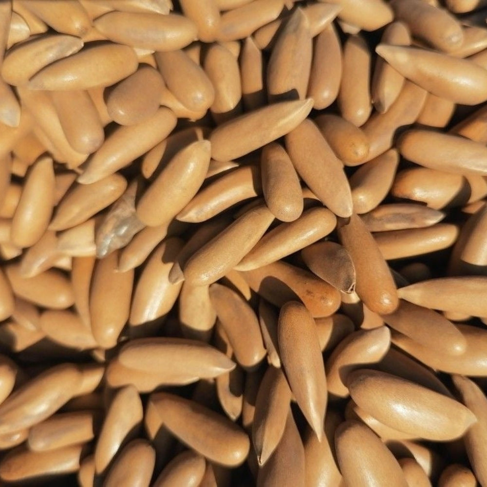 Pine Nuts (Chilgoza - چلغوزہ)